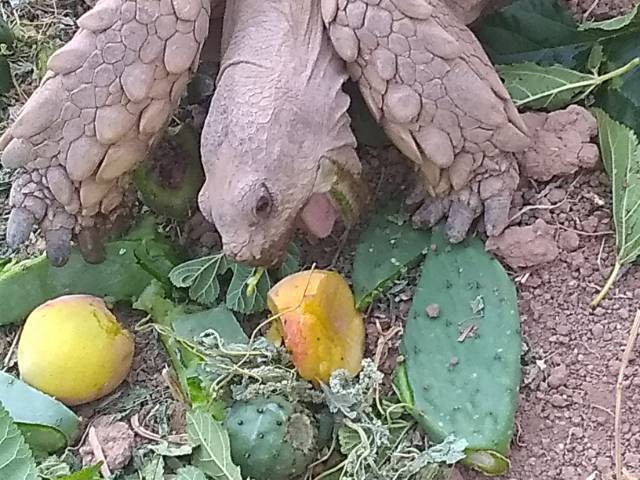 Adult Sulcatas From AZ To California   - Picture
