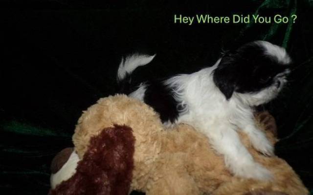 Full AKC Shih Tzu Puppies  - Picture