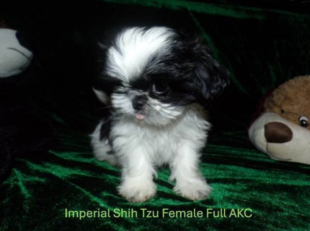 Full AKC Shih Tzu Puppies  - Picture