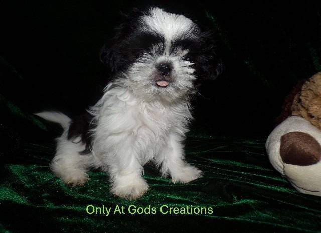 Full AKC Shih Tzu Puppies  - Picture