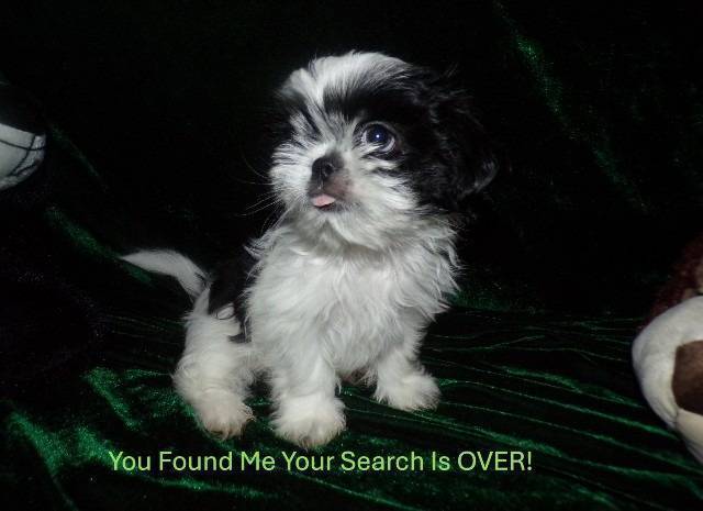 Full AKC Shih Tzu Puppies  - Picture