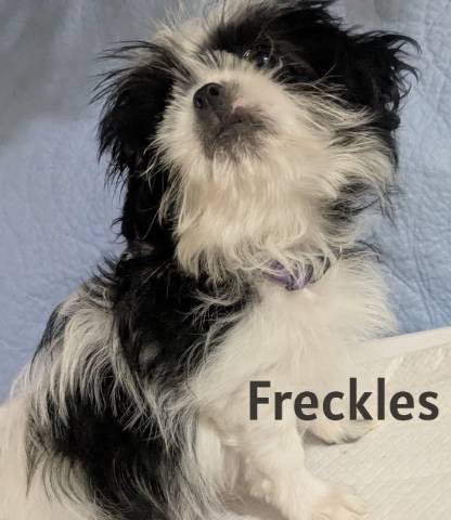 Full AKC Shih Tzu Puppies  - Picture