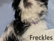 Full AKC Shih Tzu Puppies 