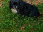   Long Coat Apple Head Chihuahua Adult  Male 