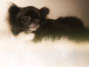  Adult Chihuahuas For Sale AKC 
