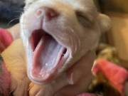 Full AKC Female  Chihuahuas 