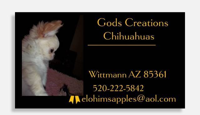 Tiny  Female Chihuahua Diamond - Picture