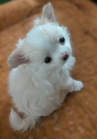 Tiny  Female Chihuahua Diamond - Picture