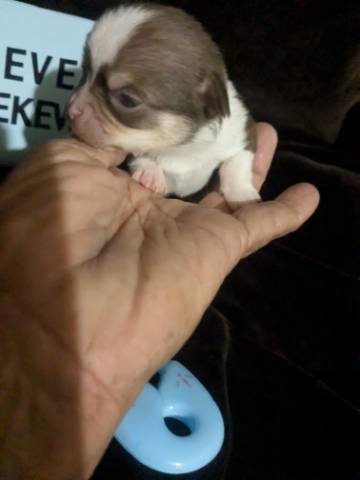Tiny Apple Head Chihuahuas  - Picture