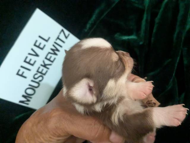 Tiny Apple Head Chihuahuas  - Picture