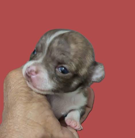 Tiny Apple Head Chihuahuas  - Picture