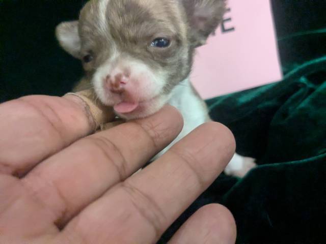 Tiny Apple Head Chihuahuas  - Picture