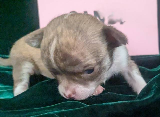 Tiny Apple Head Chihuahuas  - Picture