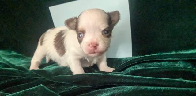 Tiny Apple Head Chihuahuas  - Picture