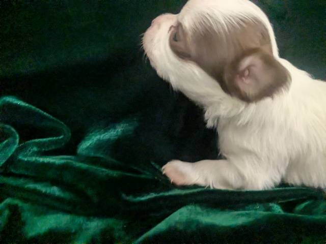 Tiny Apple Head Chihuahuas  - Picture