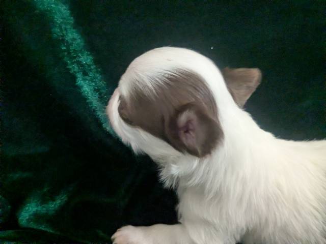 Tiny Apple Head Chihuahuas  - Picture