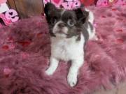   Full AKC Chihuahua 