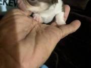 Tiny Apple Head Chihuahuas 