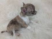Tiny Apple Head  Chihuahuas 