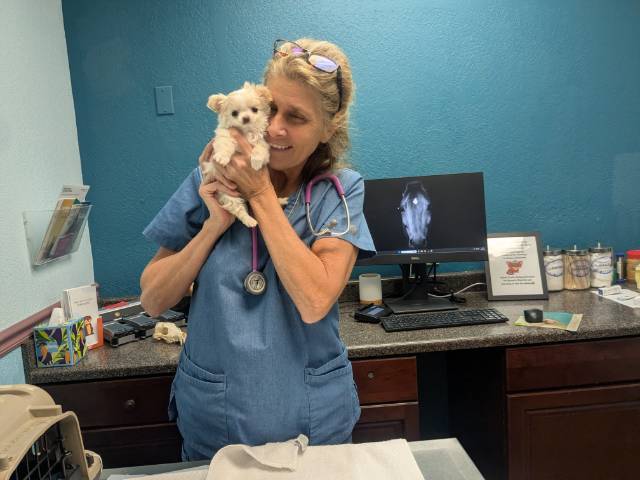 Tcup Apple Head  Chihuahua Female Diamond* - Picture