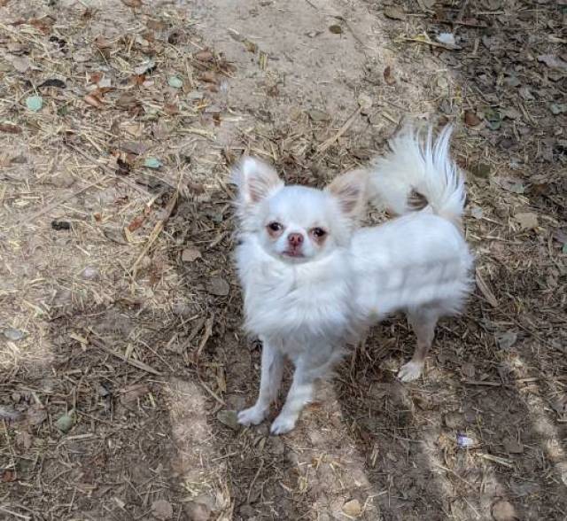 Tcup Apple Head  Chihuahua Female  - Picture