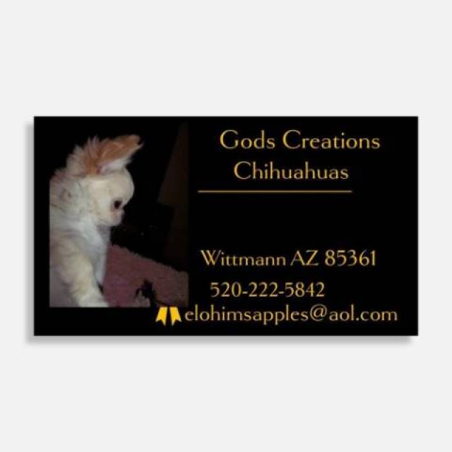 Tcup Apple Head  Chihuahua Female  - Picture