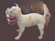 Smooth Coat Full AKC Chihuahua Female 