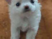 Tcup Apple Head Female Chihuahua 