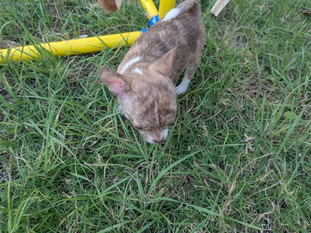 Apple Head Chihuahua Puppies   - Picture
