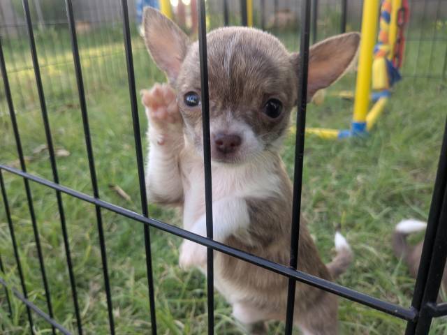 Apple Head Chihuahua Puppies   - Picture