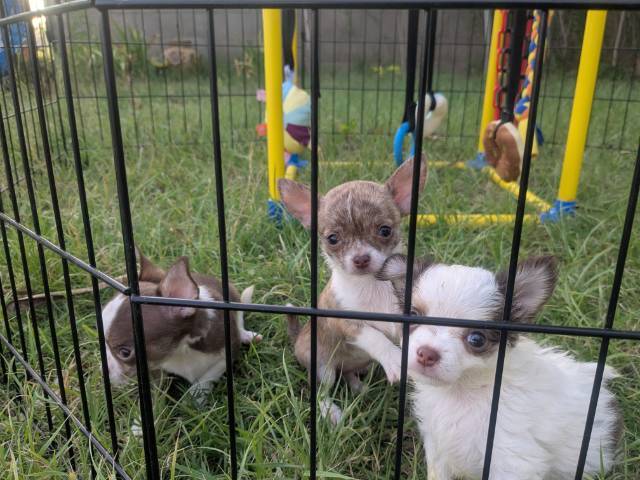 Apple Head Chihuahua Puppies   - Picture