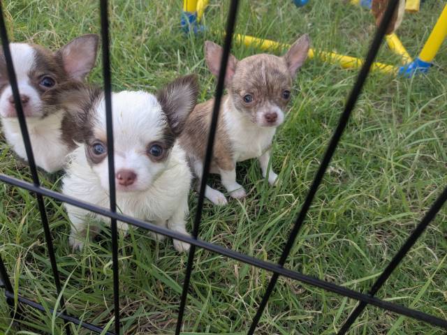 Apple Head Chihuahua Puppies   - Picture