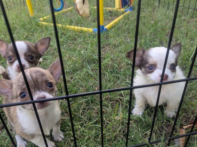 Apple Head Chihuahua Puppies   - Picture