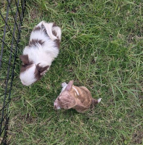Apple Head Chihuahua Puppies   - Picture