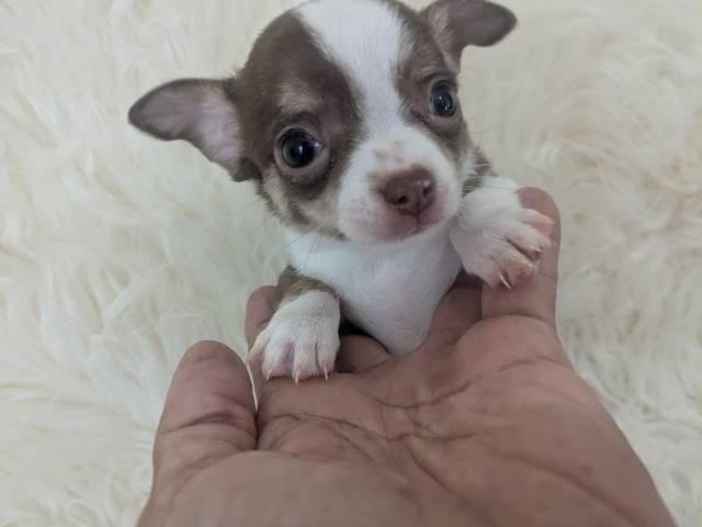 Apple Head Chihuahua Puppies   - Picture