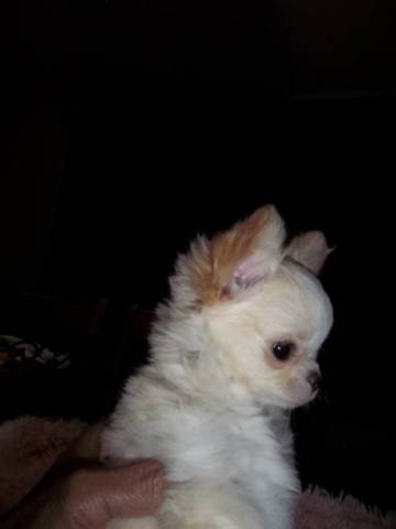   Female Chihuahua  LC Pearl  - Picture
