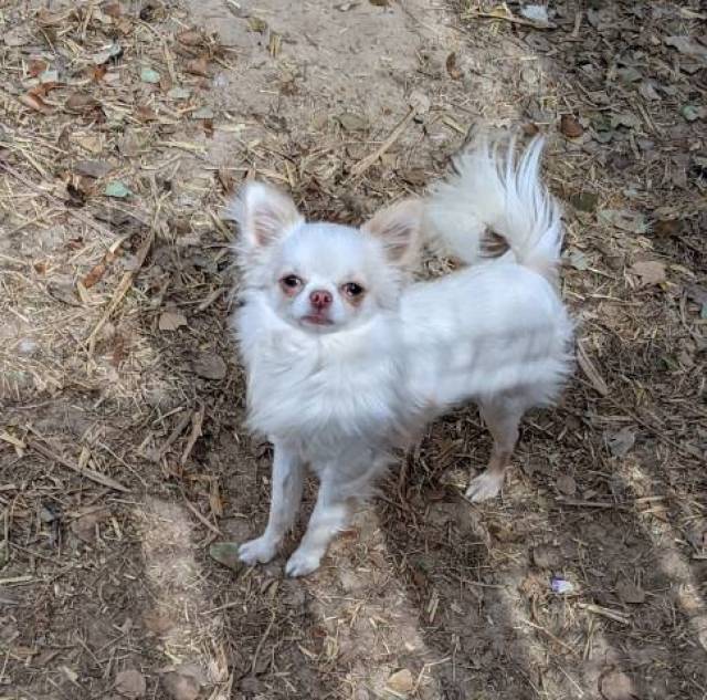   Female Chihuahua  LC Pearl  - Picture