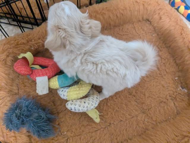   Female Chihuahua  LC Pearl  - Picture