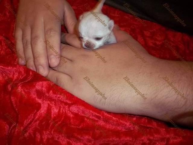 Tcup Apple Head Female Chihuahua  Diamond* - Picture