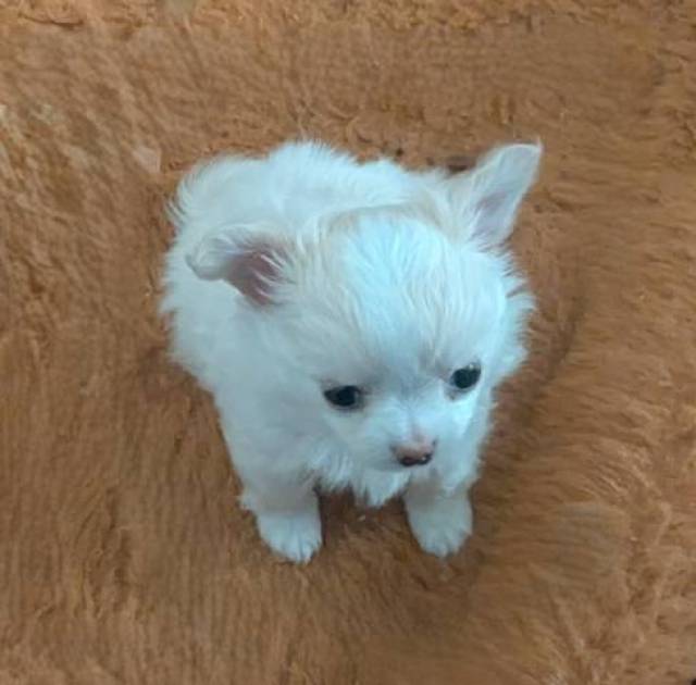 Tcup Apple Head Female Chihuahua  Diamond* - Picture