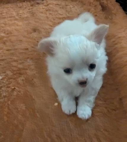 Tcup Apple Head Female Chihuahua  Diamond* - Picture