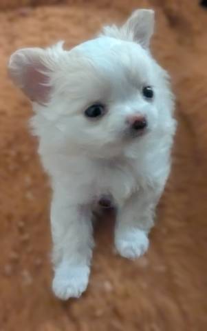 Tcup Apple Head Female Chihuahua  Diamond* - Picture