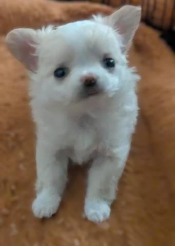 Tcup Apple Head Female Chihuahua  Diamond* - Picture