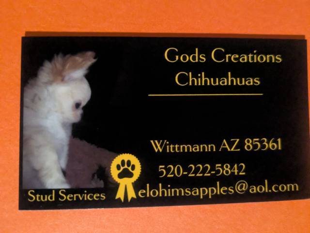 Pearl LC Female Chihuahua   - Picture