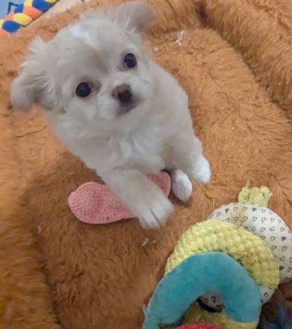 Pearl LC Female Chihuahua   - Picture