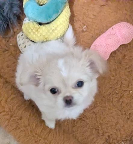 Pearl LC Female Chihuahua   - Picture