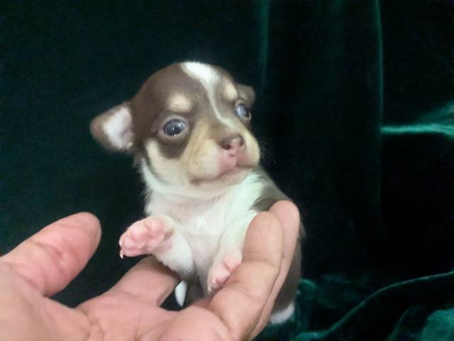 Tiny Teacup Chihuahuas  - Picture