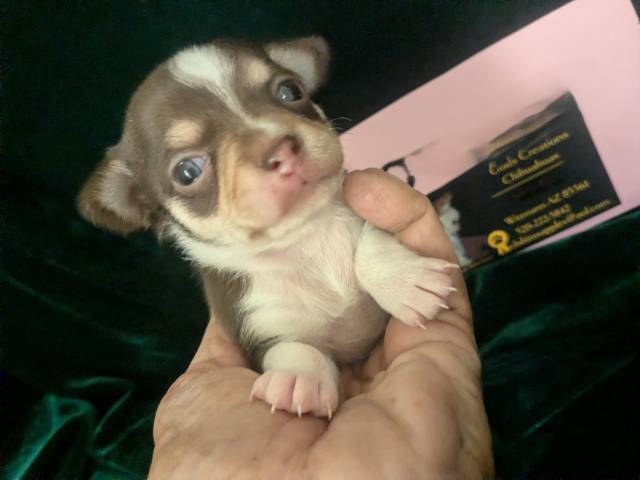 Tiny Teacup Chihuahuas  - Picture