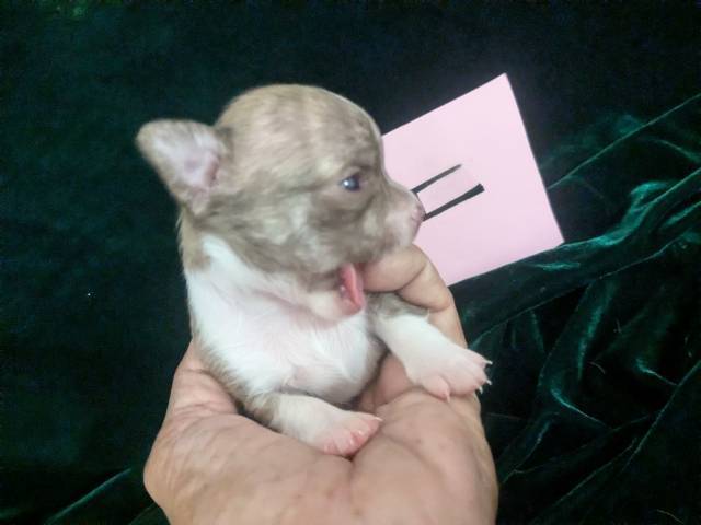 Tiny Teacup Chihuahuas  - Picture