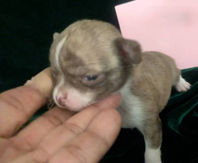 Tiny Teacup Chihuahuas  - Picture